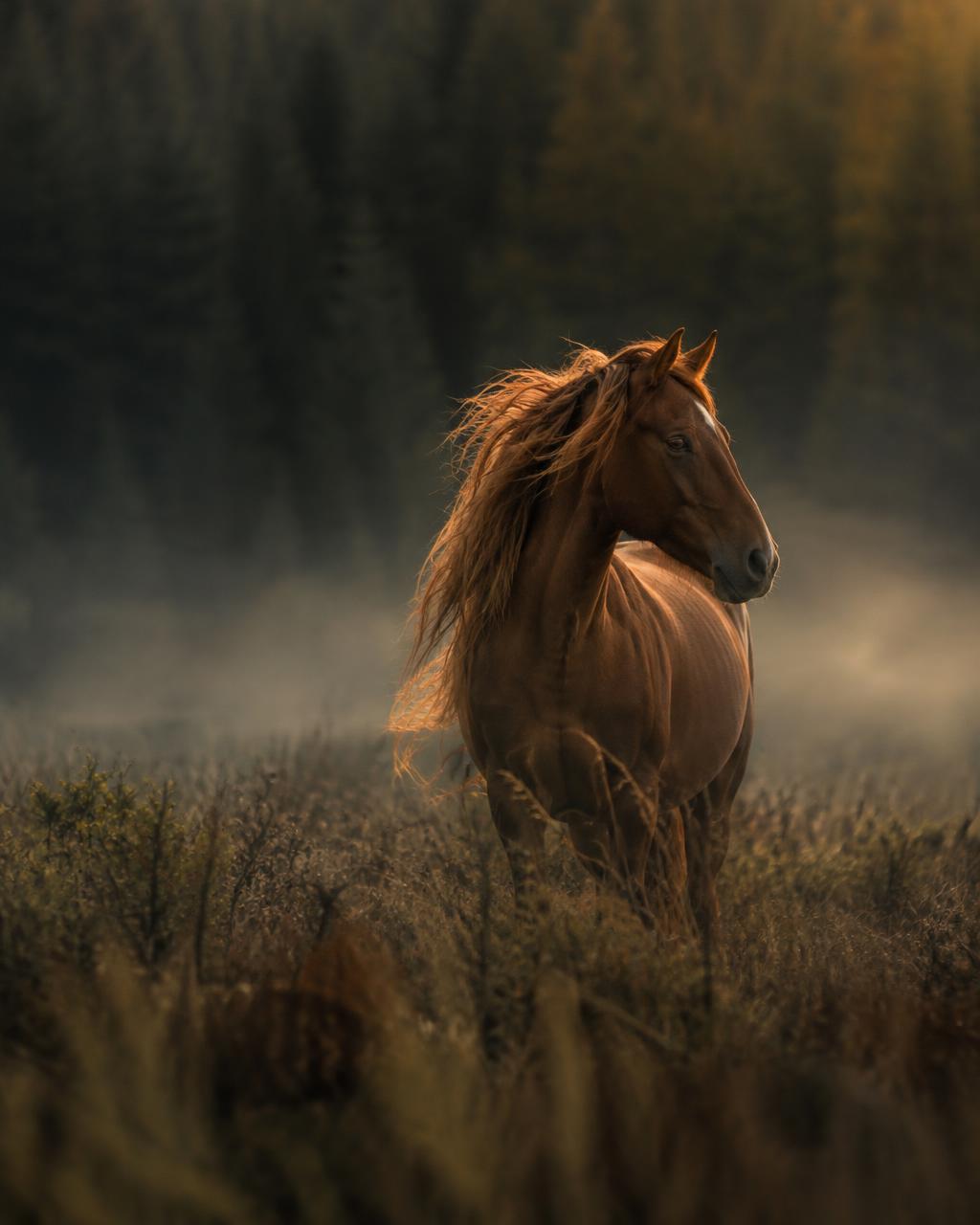 Horses